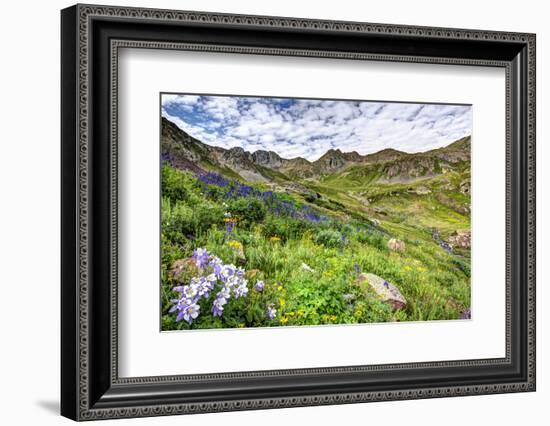 USA, Colorado. Wildflowers in American Basin in the San Juan Mountains-Dennis Flaherty-Framed Photographic Print