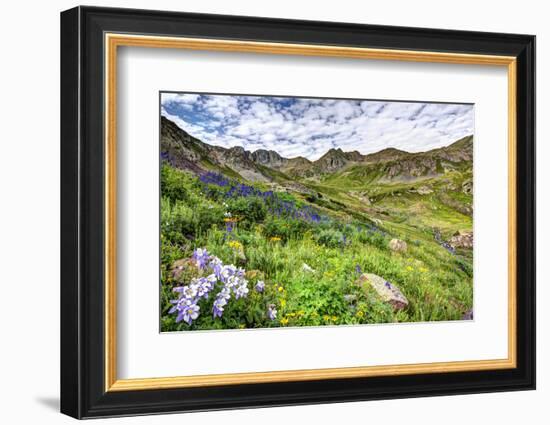 USA, Colorado. Wildflowers in American Basin in the San Juan Mountains-Dennis Flaherty-Framed Photographic Print