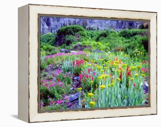 USA, Colorado, Wildflowers in Yankee Boy Basin in the Rocky Mountains-Jaynes Gallery-Framed Premier Image Canvas