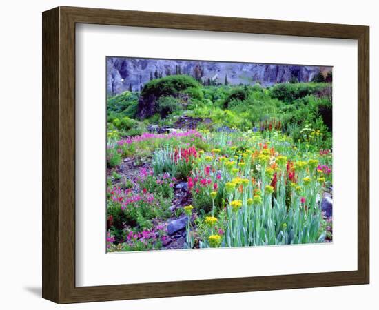 USA, Colorado, Wildflowers in Yankee Boy Basin in the Rocky Mountains-Jaynes Gallery-Framed Photographic Print