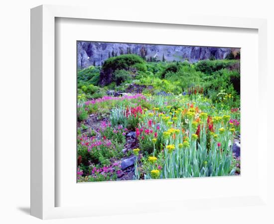 USA, Colorado, Wildflowers in Yankee Boy Basin in the Rocky Mountains-Jaynes Gallery-Framed Photographic Print