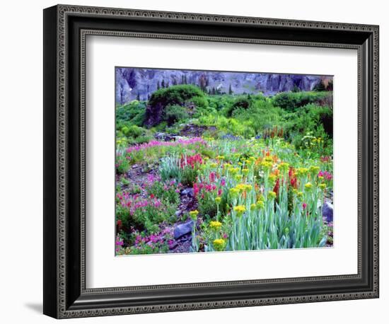 USA, Colorado, Wildflowers in Yankee Boy Basin in the Rocky Mountains-Jaynes Gallery-Framed Photographic Print