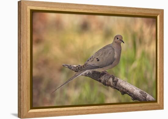 USA, Colorado, Woodland Park. Mourning dove on branch-Don Grall-Framed Premier Image Canvas