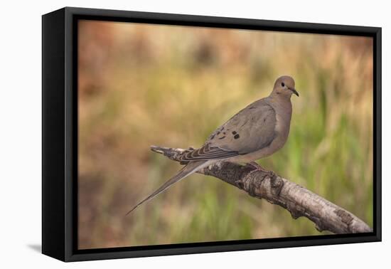 USA, Colorado, Woodland Park. Mourning dove on branch-Don Grall-Framed Premier Image Canvas