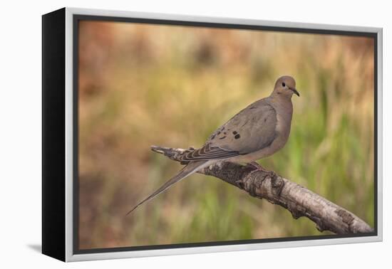 USA, Colorado, Woodland Park. Mourning dove on branch-Don Grall-Framed Premier Image Canvas