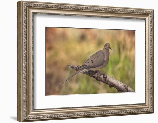 USA, Colorado, Woodland Park. Mourning dove on branch-Don Grall-Framed Photographic Print