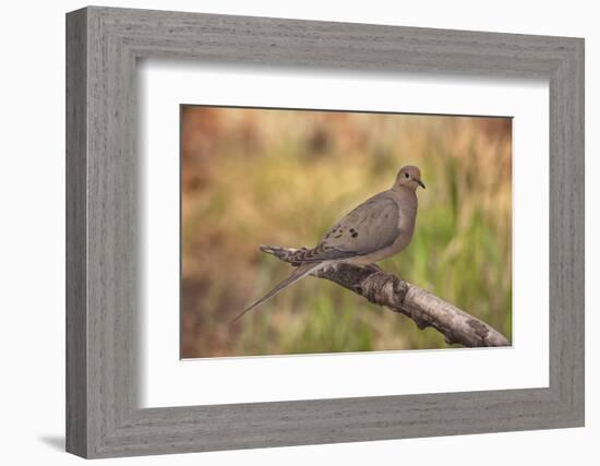 USA, Colorado, Woodland Park. Mourning dove on branch-Don Grall-Framed Photographic Print