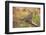 USA, Colorado, Woodland Park. Mourning dove on branch-Don Grall-Framed Photographic Print