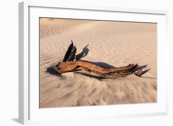 USA, Death Valley National Park, Root in Sand-Catharina Lux-Framed Photographic Print
