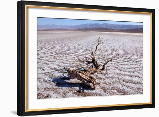 USA, Death Valley National Park, Salt Creek-Catharina Lux-Framed Photographic Print