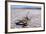 USA, Death Valley National Park, Salt Creek-Catharina Lux-Framed Photographic Print