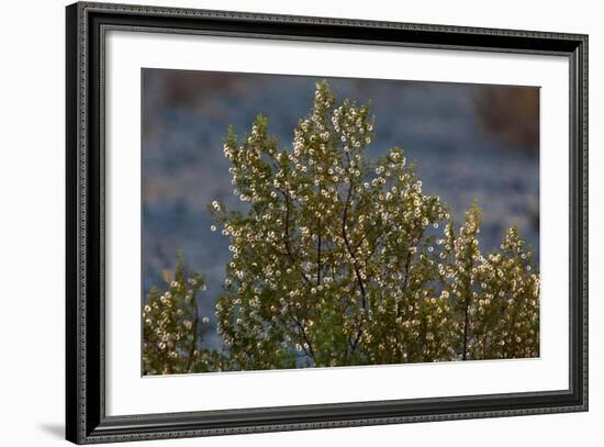 USA, Death Valley National Park, Shrub-Catharina Lux-Framed Photographic Print