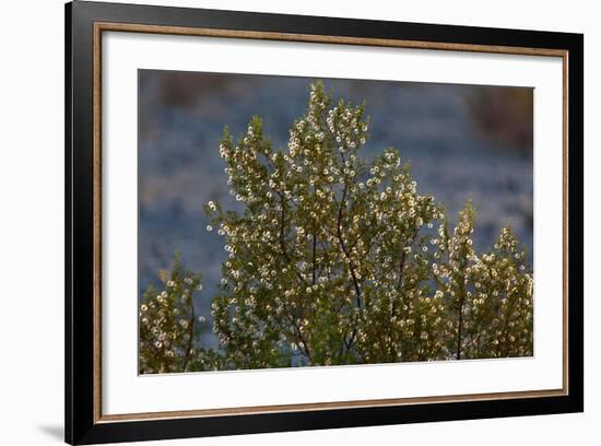 USA, Death Valley National Park, Shrub-Catharina Lux-Framed Photographic Print