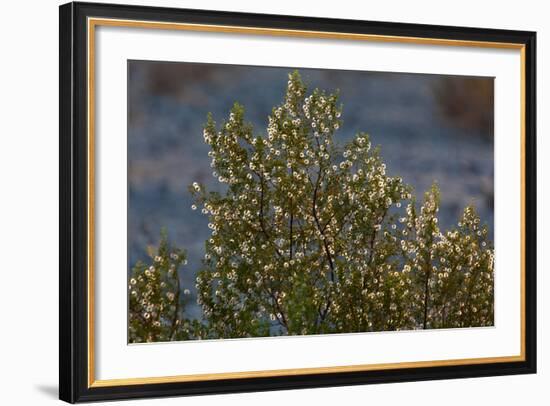 USA, Death Valley National Park, Shrub-Catharina Lux-Framed Photographic Print