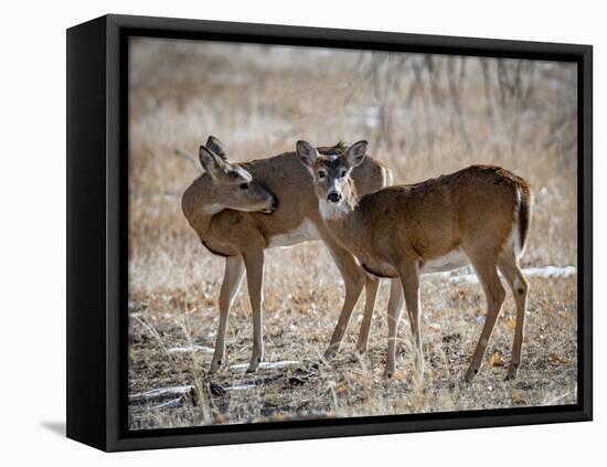 USA, deer-George Theodore-Framed Premier Image Canvas