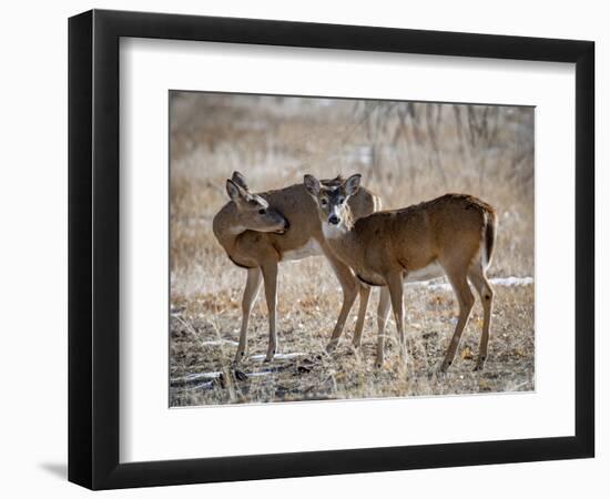 USA, deer-George Theodore-Framed Photographic Print