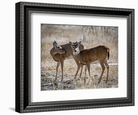 USA, deer-George Theodore-Framed Photographic Print