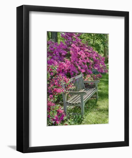 USA, Delaware. A dedication bench surrounded by azaleas in a garden.-Julie Eggers-Framed Photographic Print