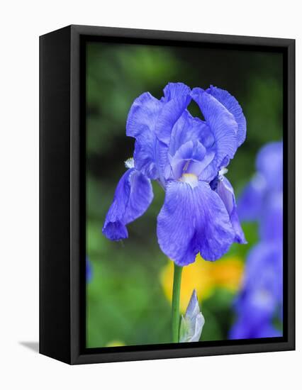 USA, Delaware. Close-up of a blue bearded iris.-Julie Eggers-Framed Premier Image Canvas