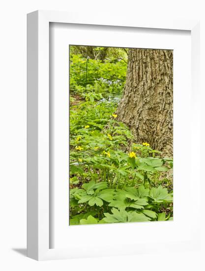USA, Delaware, Hockessin. Plants surrounding the tree trunk-Hollice Looney-Framed Photographic Print