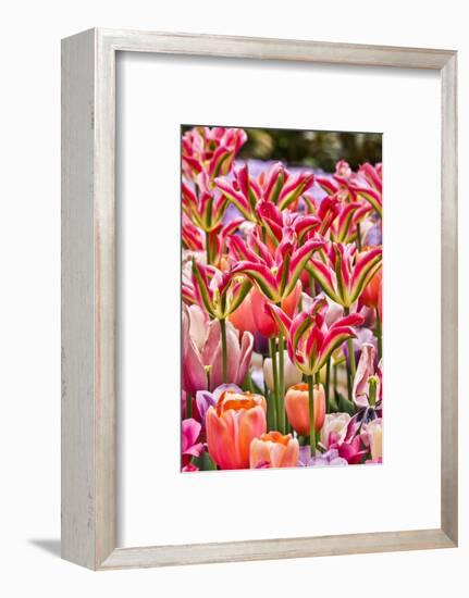 USA, Delaware, Hockessin. Tulips-Hollice Looney-Framed Photographic Print