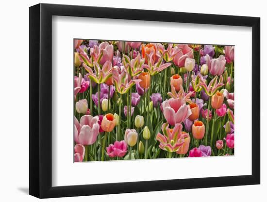 USA, Delaware, Hockessin. Tulips-Hollice Looney-Framed Photographic Print