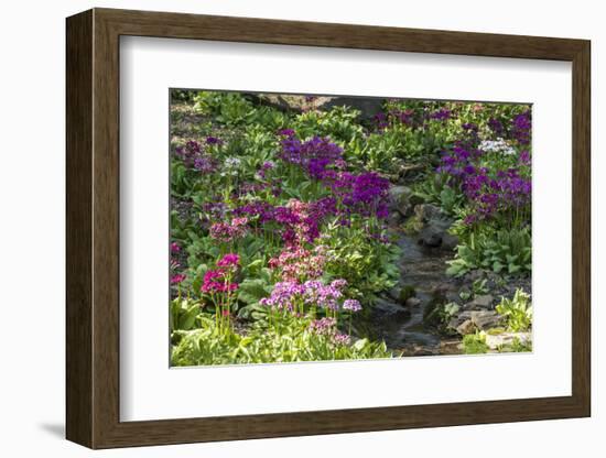 USA, Delaware, Wilmington. Brook running between rocks and flowers-Hollice Looney-Framed Photographic Print