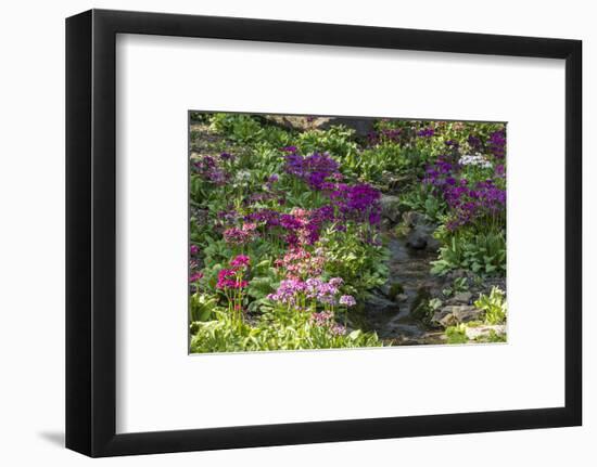 USA, Delaware, Wilmington. Brook running between rocks and flowers-Hollice Looney-Framed Photographic Print