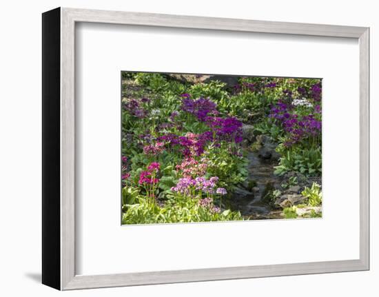 USA, Delaware, Wilmington. Brook running between rocks and flowers-Hollice Looney-Framed Photographic Print