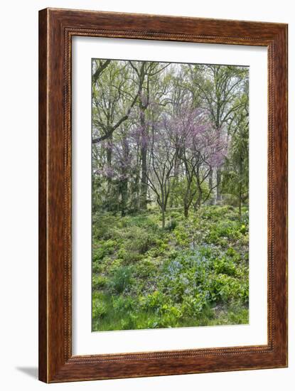 USA, Delaware, Wilmington. Flowering dogwood among bluebells-Hollice Looney-Framed Photographic Print