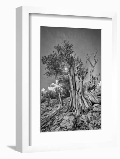 USA, Eastern Sierra, White Mountains, bristlecone pines-John Ford-Framed Photographic Print