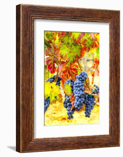 USA, Eastern Washington. Cabernet Sauvignon grapes ready for harvest in Washington's wine country.-Richard Duval-Framed Photographic Print