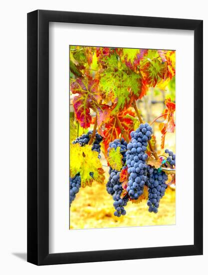 USA, Eastern Washington. Cabernet Sauvignon grapes ready for harvest in Washington's wine country.-Richard Duval-Framed Photographic Print