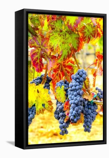 USA, Eastern Washington. Cabernet Sauvignon grapes ready for harvest in Washington's wine country.-Richard Duval-Framed Premier Image Canvas