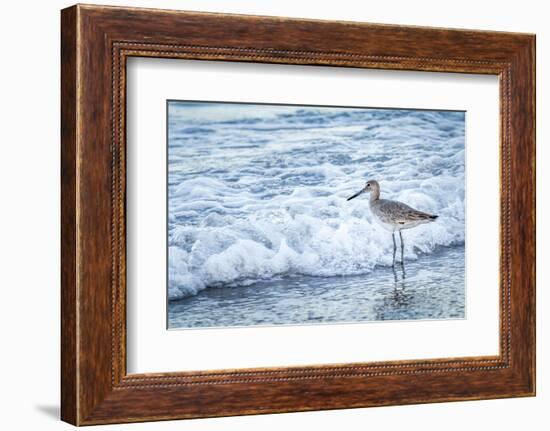 USA, Florida. A Willet, Tringa semipalmata, stands at the surf line.-Margaret Gaines-Framed Photographic Print