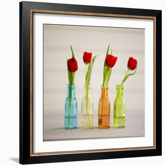 USA, Florida, Celebration, Tulips-Hollice Looney-Framed Photographic Print