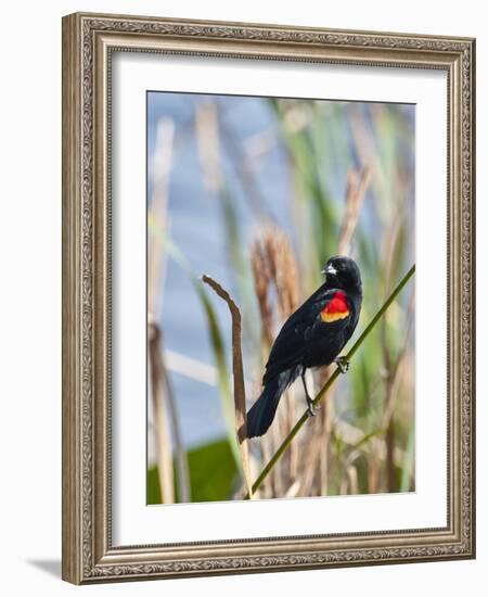 USA, Florida, Clewiston, STA 5, Displaying male Red-winged Blackbird-Bernard Friel-Framed Photographic Print