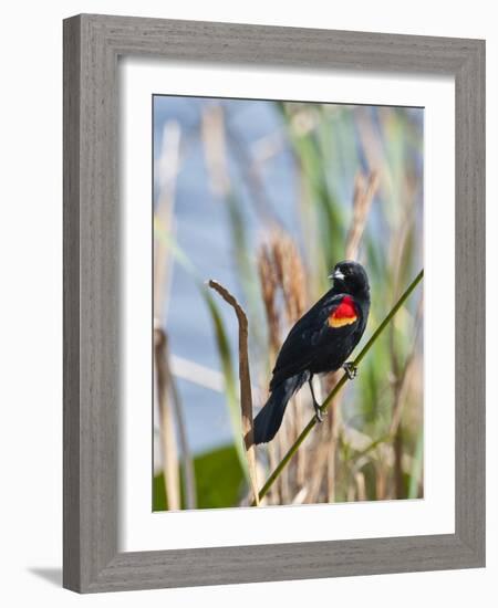 USA, Florida, Clewiston, STA 5, Displaying male Red-winged Blackbird-Bernard Friel-Framed Photographic Print