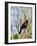 USA, Florida, Clewiston, STA 5, Displaying male Red-winged Blackbird-Bernard Friel-Framed Photographic Print