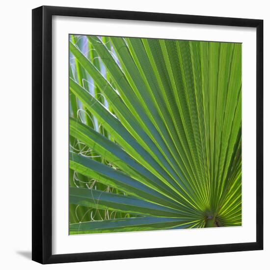 USA, Florida. Close up of palm fronds, Santa Rosa island.-Anna Miller-Framed Photographic Print