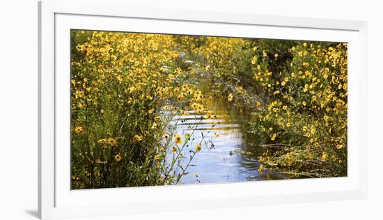 USA, Florida, Corkscrew Swamp Regional Ecosystem, Fall Sunflowers-Connie Bransilver-Framed Photographic Print