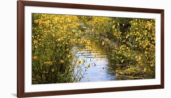 USA, Florida, Corkscrew Swamp Regional Ecosystem, Fall Sunflowers-Connie Bransilver-Framed Photographic Print