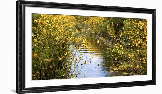 USA, Florida, Corkscrew Swamp Regional Ecosystem, Fall Sunflowers-Connie Bransilver-Framed Photographic Print