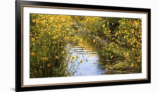 USA, Florida, Corkscrew Swamp Regional Ecosystem, Fall Sunflowers-Connie Bransilver-Framed Photographic Print