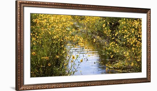 USA, Florida, Corkscrew Swamp Regional Ecosystem, Fall Sunflowers-Connie Bransilver-Framed Photographic Print