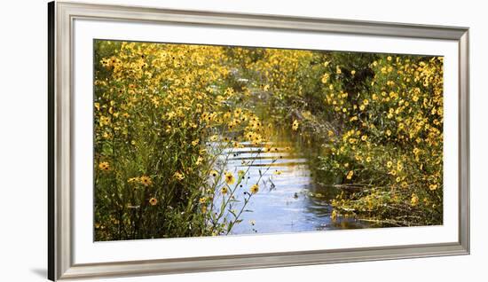 USA, Florida, Corkscrew Swamp Regional Ecosystem, Fall Sunflowers-Connie Bransilver-Framed Photographic Print