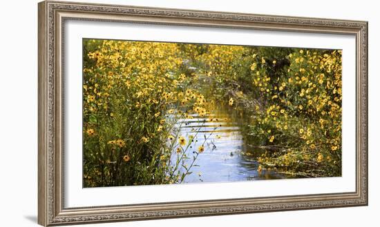 USA, Florida, Corkscrew Swamp Regional Ecosystem, Fall Sunflowers-Connie Bransilver-Framed Photographic Print