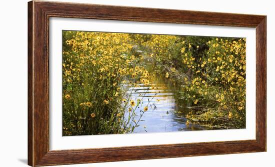 USA, Florida, Corkscrew Swamp Regional Ecosystem, Fall Sunflowers-Connie Bransilver-Framed Photographic Print