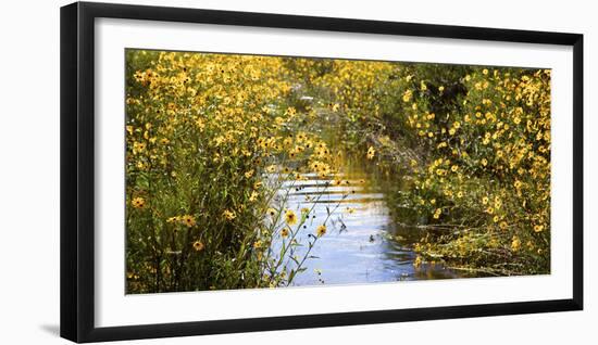 USA, Florida, Corkscrew Swamp Regional Ecosystem, Fall Sunflowers-Connie Bransilver-Framed Photographic Print