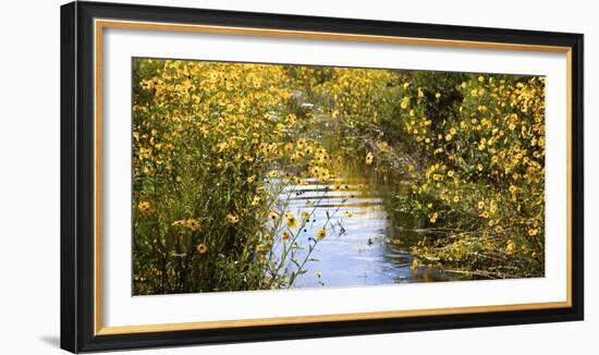 USA, Florida, Corkscrew Swamp Regional Ecosystem, Fall Sunflowers-Connie Bransilver-Framed Photographic Print